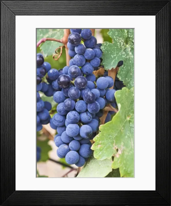 Framed Print : USA, WA, Yakima Valley, Cabernet Franc Grapes (Selective Focus) Framed Print : USA, WA, Yakima Valley, Cabernet Franc Grapes (Selective Focus)