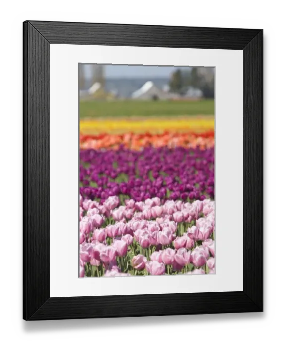 Framed Print : Skagit Valley Tulip Fields, near La Conner, Washington State, USA (RF) Framed Print : Skagit Valley Tulip Fields, near La Conner, Washington State, USA (RF)