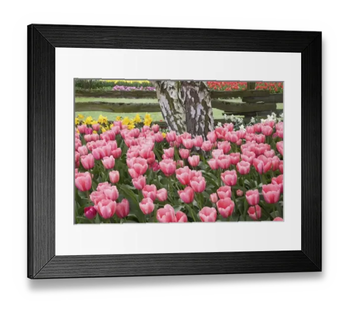 Framed Print : USA, WA, Skagit Valley, tulip and daffodil garden at Tulip Festival Framed Print : USA, WA, Skagit Valley, tulip and daffodil garden at Tulip Festival