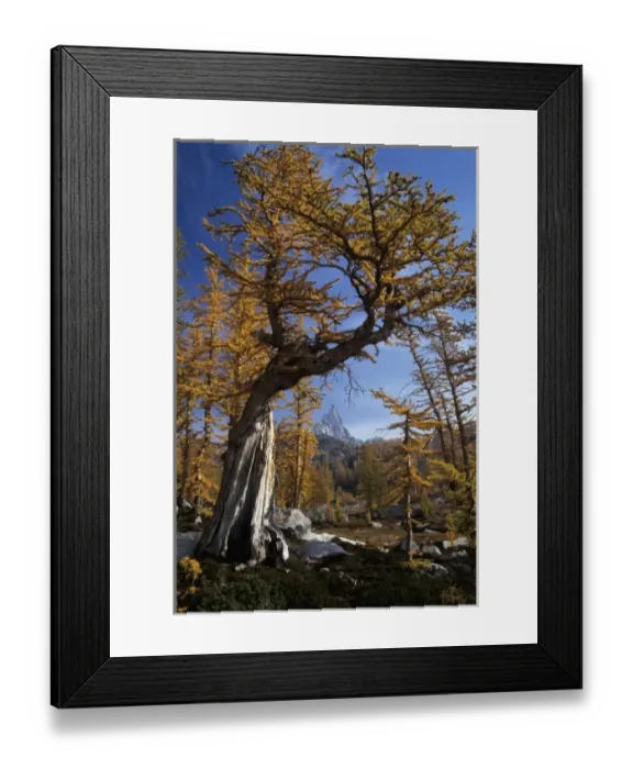 Framed Print : WA, Alpine Lakes Wilderness, Enchantment Lakes, Golden Larch trees with Prusik Peak Framed Print : WA, Alpine Lakes Wilderness, Enchantment Lakes, Golden Larch trees with Prusik Peak