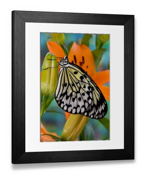Framed Print : Sammamish Washington Tropical Butterflies photograph of Idea leuconoe the Paper Kite