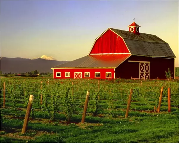 Evening sun on a barn in Washingtons Skagit Valleywith Mt. Baker looming in the distance