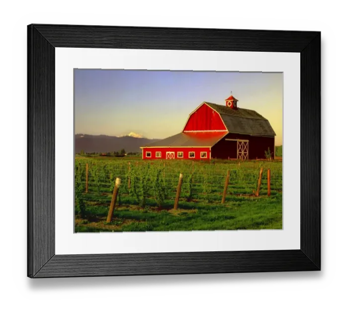 Framed Print : Evening sun on a barn in Washingtons Skagit Valleywith Mt. Baker looming in the distance Framed Print : Evening sun on a barn in Washingtons Skagit Valleywith Mt. Baker looming in the distance