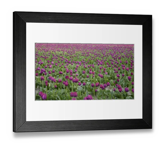 Framed Print : WA, Skagit Valley, Tulip Field in full bloom