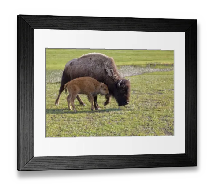Framed Print : USA, North America, Wyoming Framed Print : USA, North America, Wyoming