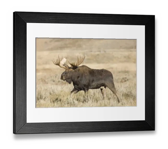 Framed Print : USA, North America, Wyoming