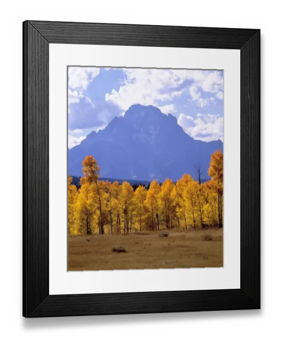 Framed Print : USA, Wyoming, Grand Teton NP. Golden aspen fill the floodplain below the Grand Tetons