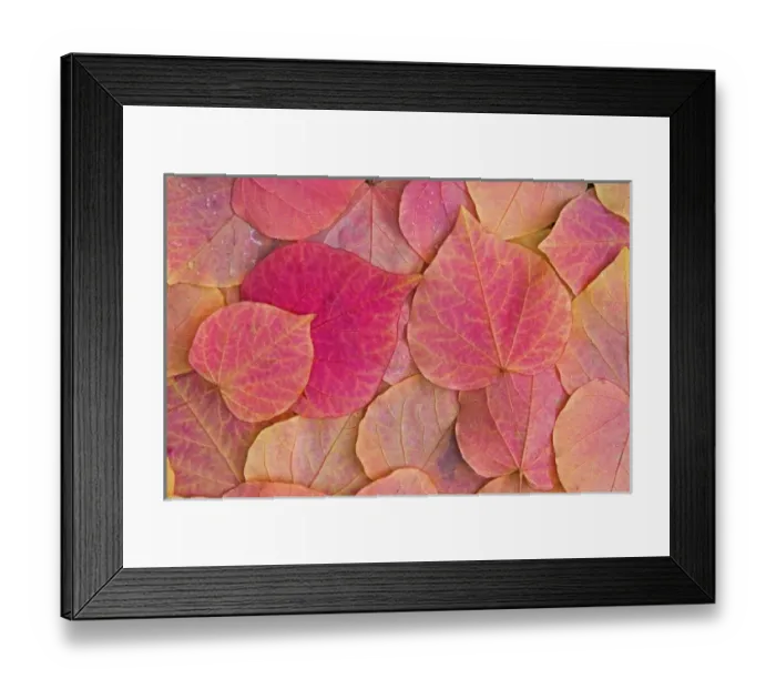 Framed Print : Fall color on Forest Pansy Redbud fallen leaves, Sammamish, Washington Framed Print : Fall color on Forest Pansy Redbud fallen leaves, Sammamish, Washington