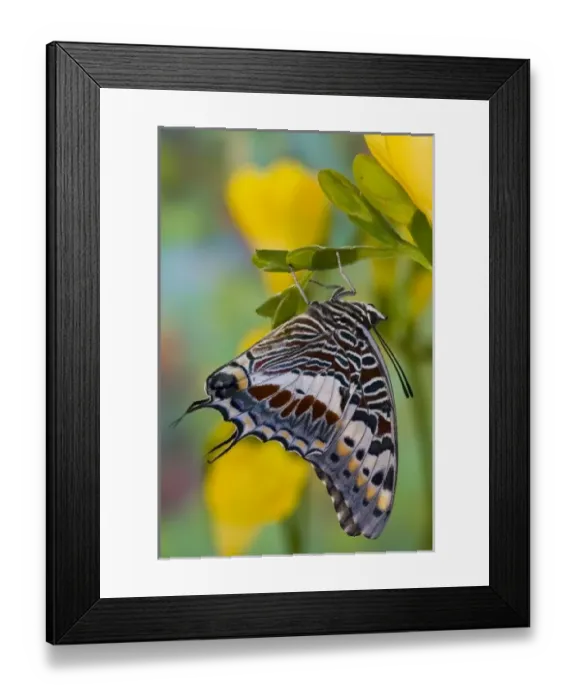 Framed Print : USA, North America, Washington