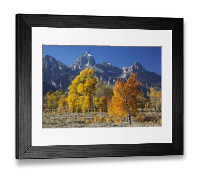 Framed Print : WY, Grand Teton NP, aspen trees with the Teton mountain range Framed Print : WY, Grand Teton NP, aspen trees with the Teton mountain range