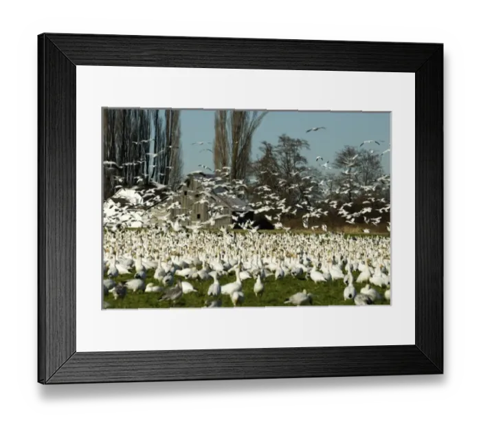 Framed Print : USA, North America, Washington Framed Print : USA, North America, Washington