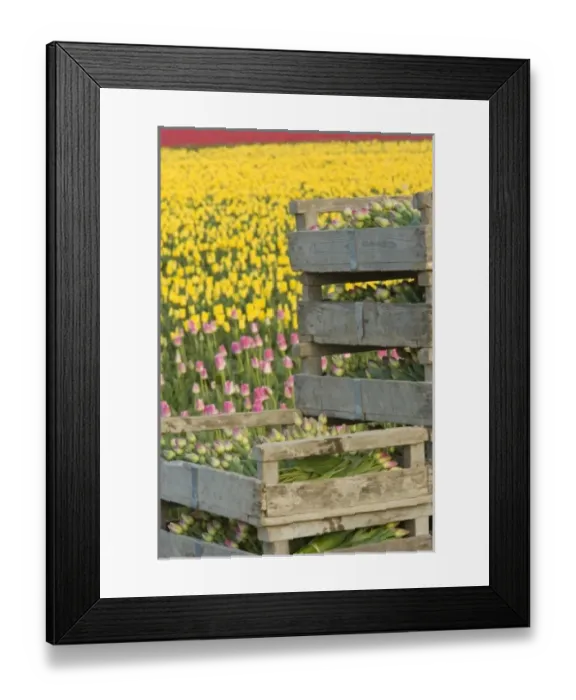 Framed Print : USA, North America, Washington