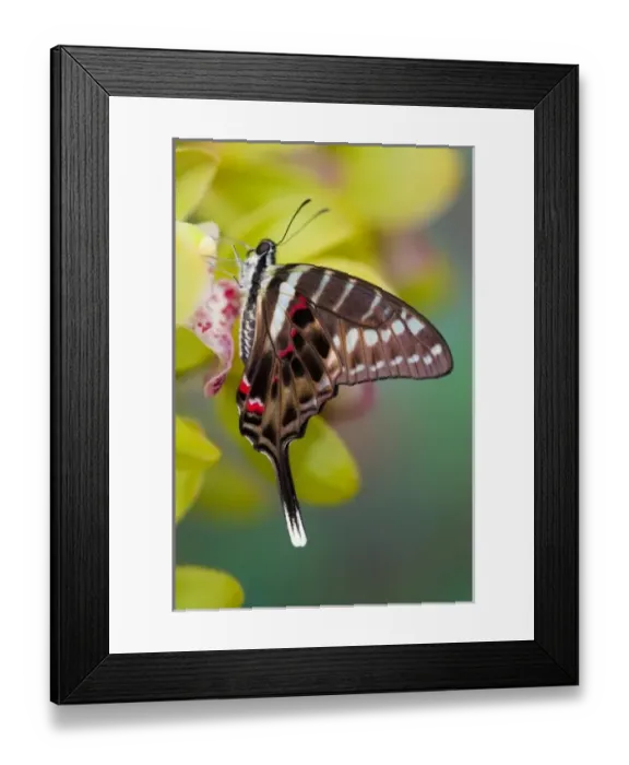 Framed Print : USA, North America, Washington