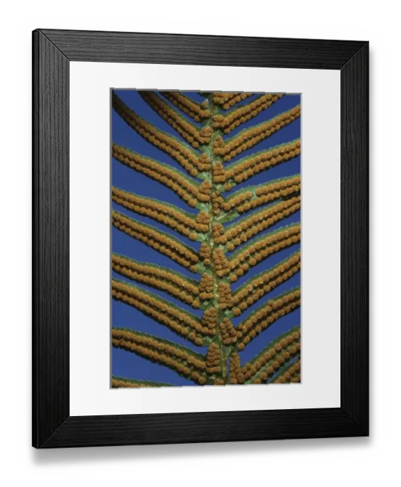 Framed Print : Sword Fern, (Polystichum munitum), spores, Cascade Mountains, Washington, USA Framed Print : Sword Fern, (Polystichum munitum), spores, Cascade Mountains, Washington, USA