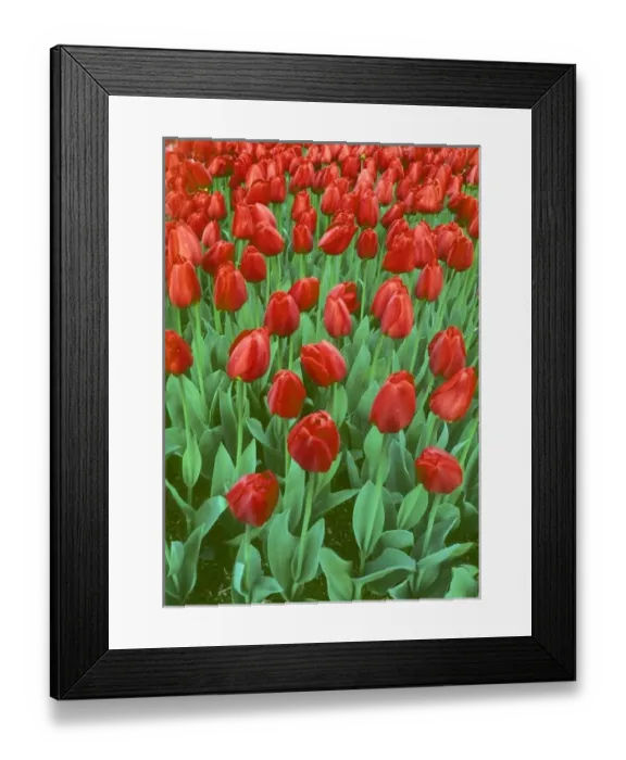 Framed Print : Tulip field blooms in the spring Framed Print : Tulip field blooms in the spring