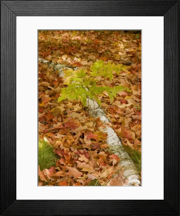 Framed Print : USA, Michigan, Chequamegon National Forest. Western bracken fern growing alongside