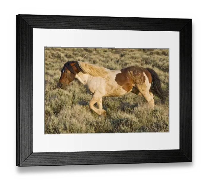 Framed Print : USA, North America, Wyoming Framed Print : USA, North America, Wyoming