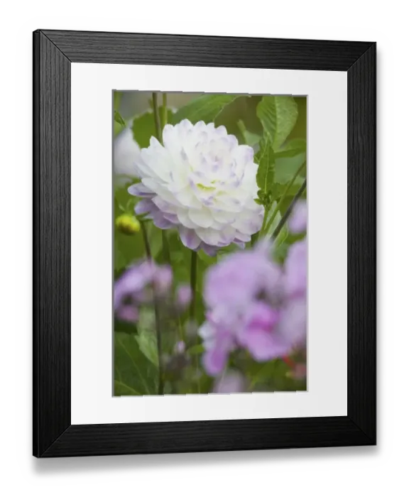 Framed Print : NA, USA, WashingtonState, Seattle, Backyard Flowers, Purple edged White Dahlia in Framed Print : NA, USA, WashingtonState, Seattle, Backyard Flowers, Purple edged White Dahlia in