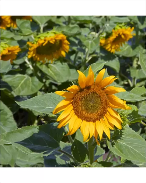 WA, Kittitas County, Sunflower Field
