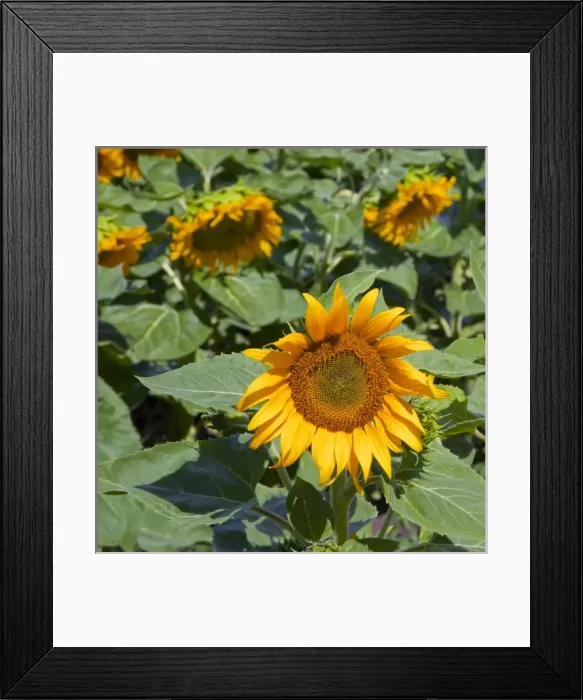 Framed Print : WA, Kittitas County, Sunflower Field Framed Print : WA, Kittitas County, Sunflower Field