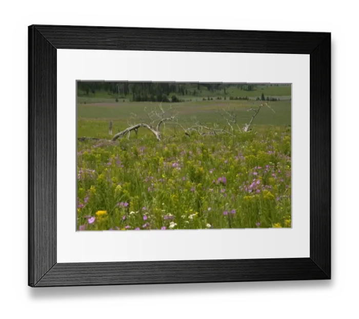 Framed Print : USA, North America, Wyoming Framed Print : USA, North America, Wyoming
