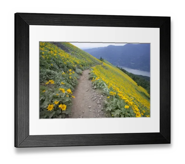 Framed Print : USA, Washington, Columbia River Gorge National Scenic Area, Dog Mountain, Arrowleaf Framed Print : USA, Washington, Columbia River Gorge National Scenic Area, Dog Mountain, Arrowleaf