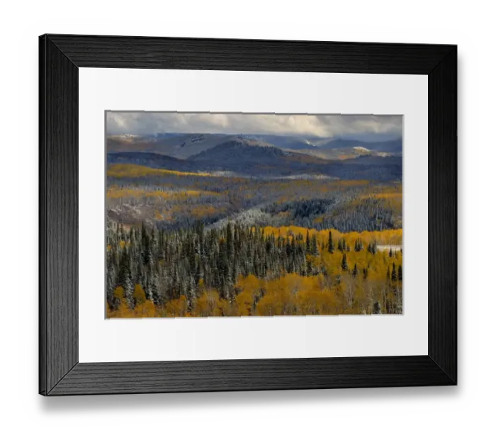 Framed Print : Evergreens and Aspens, Fall Snow storm near Encampment Wyoming, Aspen Alley, Battle Mountain Pass