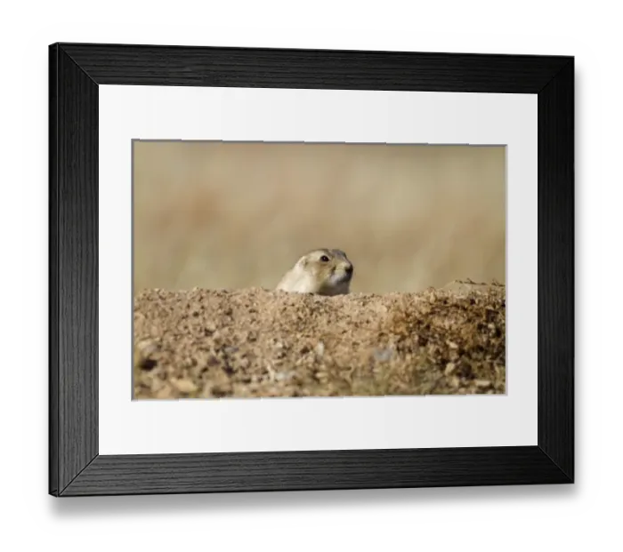 Framed Print : USA, North America, Wyoming