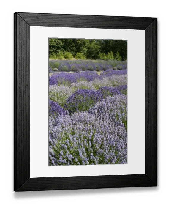 Framed Print : USA, Washington, Sequim, Lavender Festival, Sunshine Herb & Lavender Farm Framed Print : USA, Washington, Sequim, Lavender Festival, Sunshine Herb & Lavender Farm