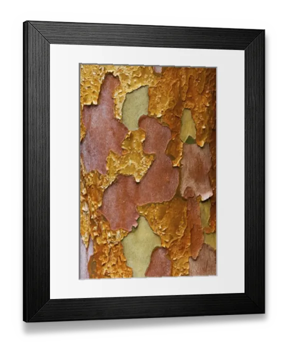 Framed Print : Washington Arboretum, Seattle Washington tree bark of Stewartia monadelpha a relative Framed Print : Washington Arboretum, Seattle Washington tree bark of Stewartia monadelpha a relative
