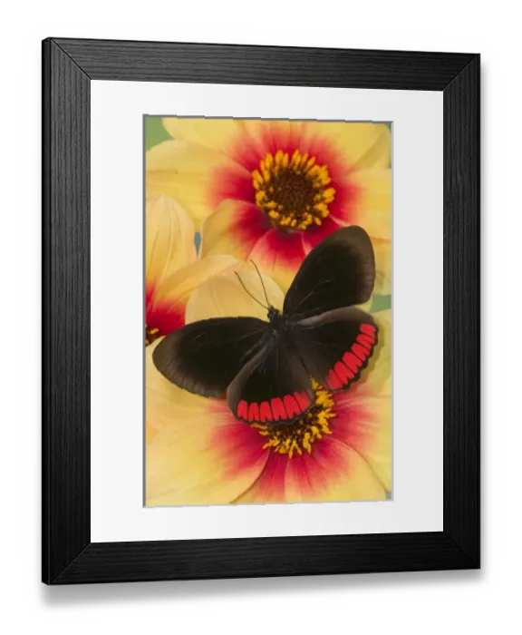Framed Print : USA, North America, Washington