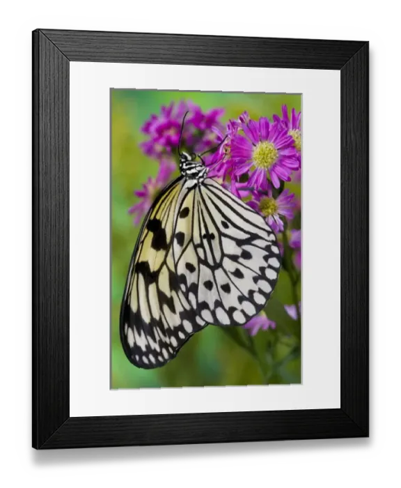 Framed Print : Sammamish Washington Tropical Butterflies photograph of Idea leuconoe the Paper Kite Framed Print : Sammamish Washington Tropical Butterflies photograph of Idea leuconoe the Paper Kite