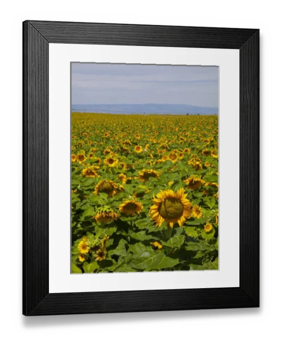 Framed Print : USA, North America, Washington