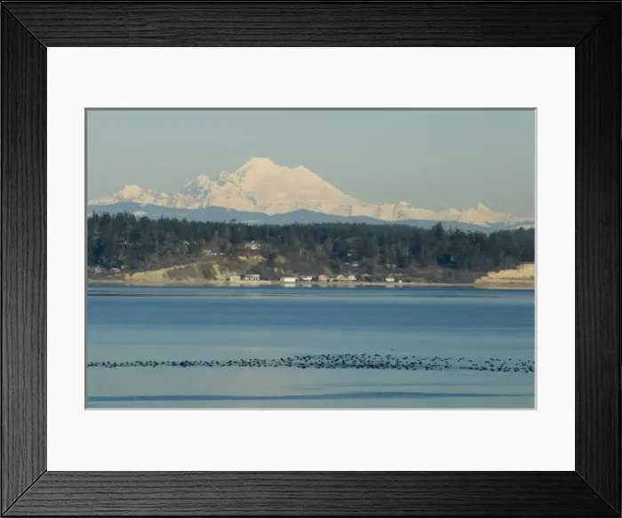 Framed Print : Calm Penn Cove of Whidbey Island with Mt Baker beyond. Raft of Surf Scoters (Melanitta Framed Print : Calm Penn Cove of Whidbey Island with Mt Baker beyond. Raft of Surf Scoters (Melanitta