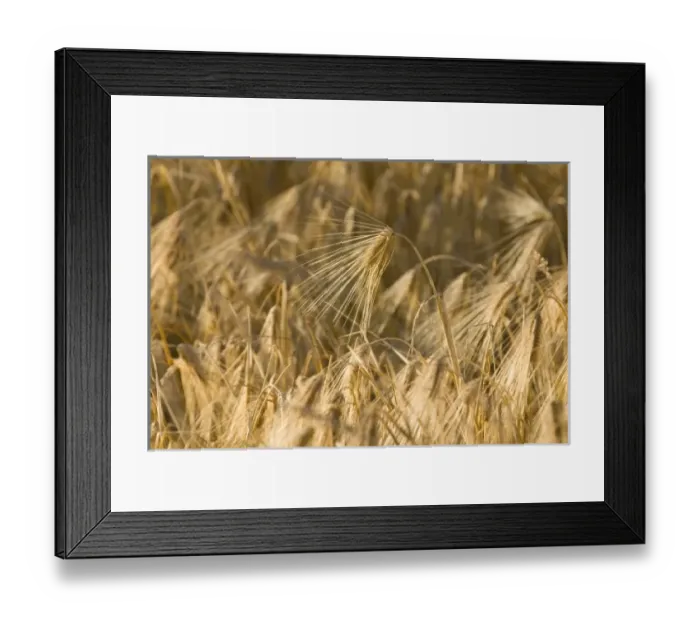 Framed Print : USA, North America, Washington