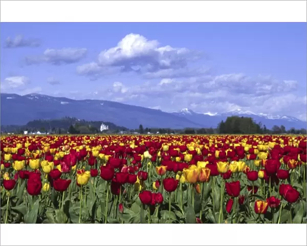 Red and Yellow Tulips, Mount Vernon, Washington