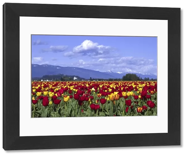 Red and Yellow Tulips, Mount Vernon, Washington