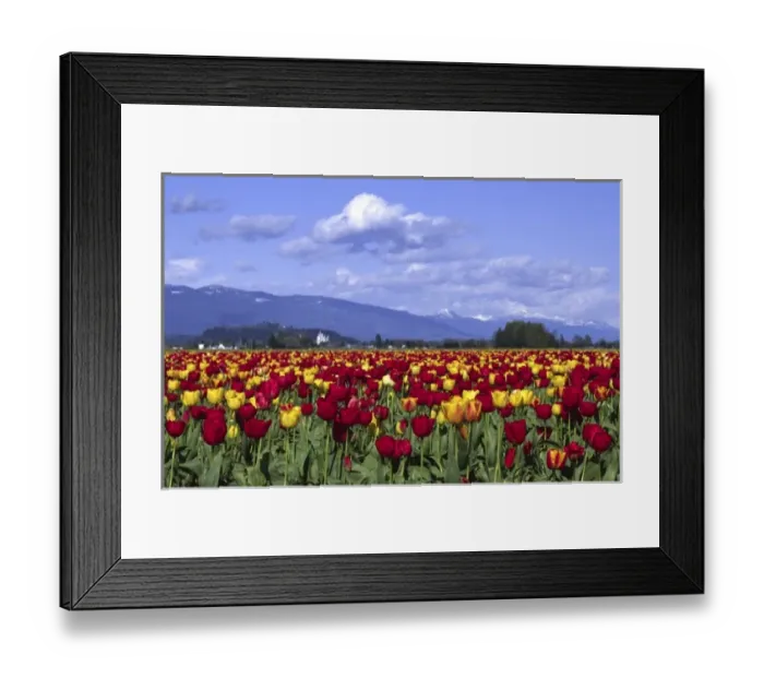 Framed Print : Red and Yellow Tulips, Mount Vernon, Washington Framed Print : Red and Yellow Tulips, Mount Vernon, Washington