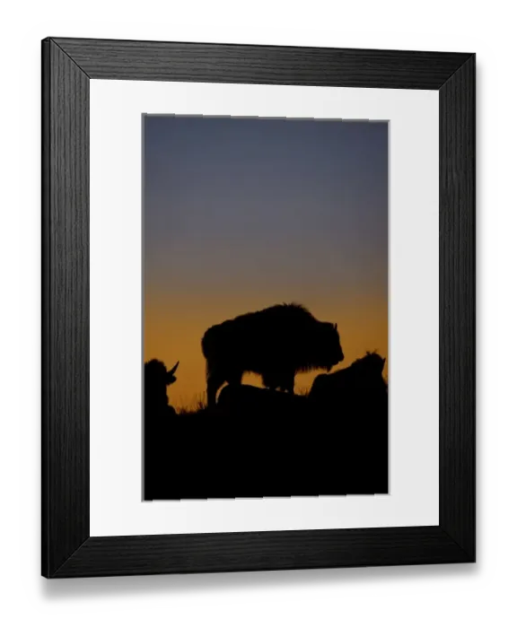 Framed Print : USA, Wyoming, Yellowstone National Park. Adult bison silhouetted on a ridge at sunset Framed Print : USA, Wyoming, Yellowstone National Park. Adult bison silhouetted on a ridge at sunset