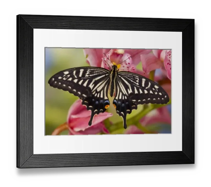 Framed Print : Sammamish, Washington Tropical Butterfly Photograph of Papilio xuthus the Chinese Framed Print : Sammamish, Washington Tropical Butterfly Photograph of Papilio xuthus the Chinese