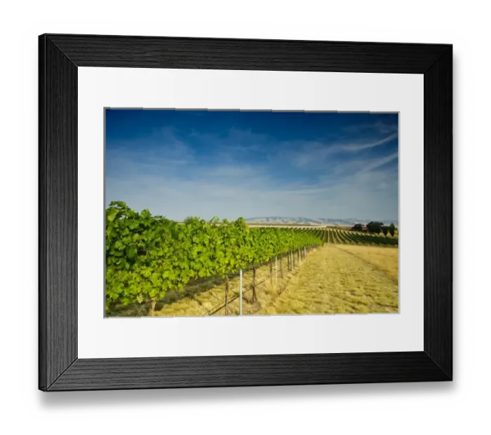 Framed Print : USA, Washington, Walla Walla. Bella Terra grapes ripen set against the Blue Mountains Framed Print : USA, Washington, Walla Walla. Bella Terra grapes ripen set against the Blue Mountains