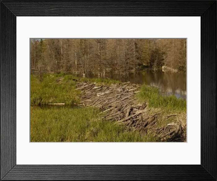 Framed Print : Part of a stick-and-mud dam across a stream with conical house indicates a beaver Framed Print : Part of a stick-and-mud dam across a stream with conical house indicates a beaver
