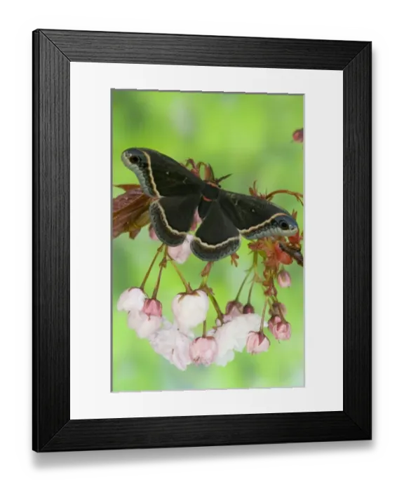Framed Print : USA, North America, Washington Framed Print : USA, North America, Washington