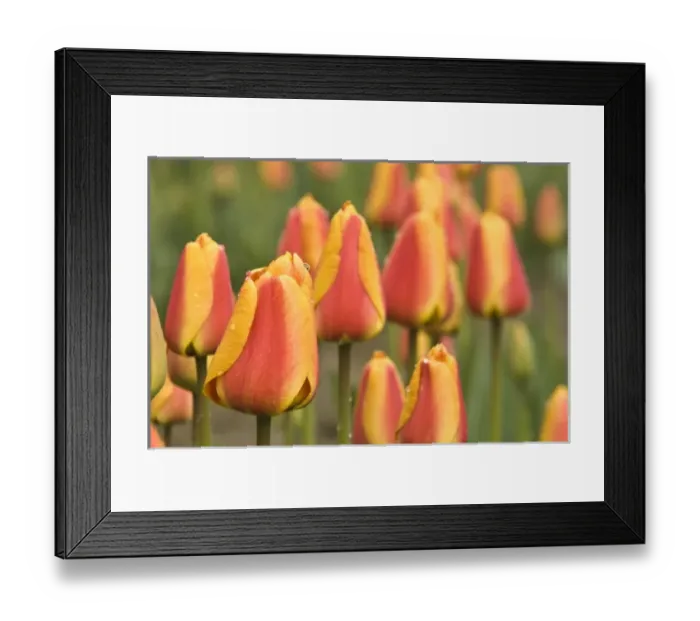 Framed Print : USA, North America, Washington Framed Print : USA, North America, Washington