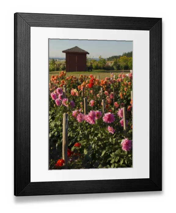 Framed Print : USA, WA, Whidbey Island. Dahlias grow profusely in Whidbeys climate. View beyond Framed Print : USA, WA, Whidbey Island. Dahlias grow profusely in Whidbeys climate. View beyond