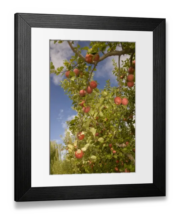 Framed Print : USA, North America, Washington Framed Print : USA, North America, Washington