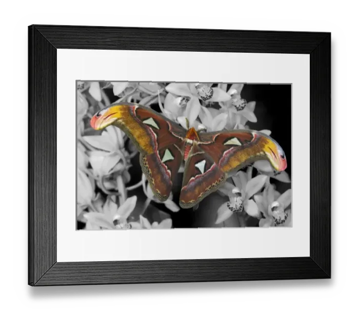 Framed Print : Sammamish, Washington captive raise largest of moths the Atlas Moth, Attacus atlas Framed Print : Sammamish, Washington captive raise largest of moths the Atlas Moth, Attacus atlas