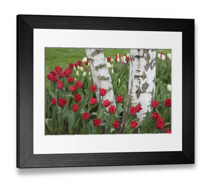 Framed Print : WA, Skagit Valley, Roozengaarde Tulip Garden Framed Print : WA, Skagit Valley, Roozengaarde Tulip Garden