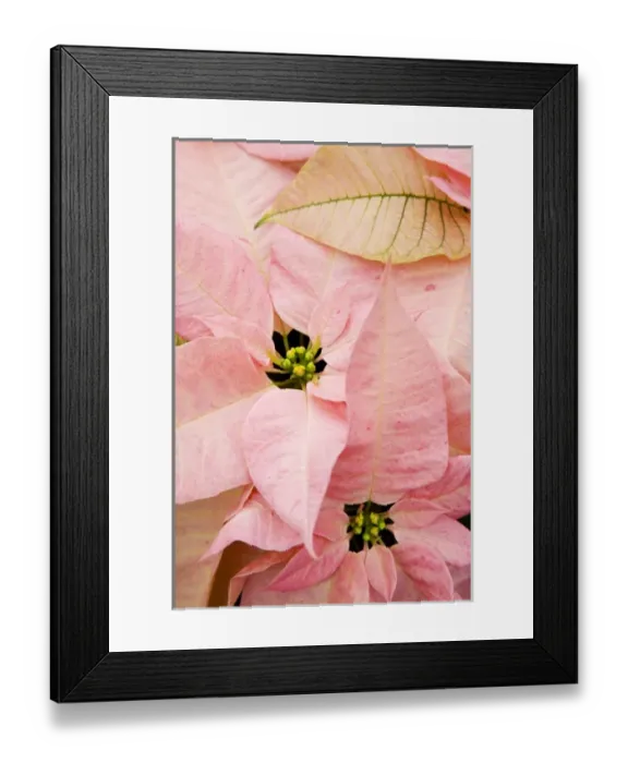 Framed Print : USA, Washington, Woodinville, Molbaks Nursery, Poinsettia Festival Framed Print : USA, Washington, Woodinville, Molbaks Nursery, Poinsettia Festival