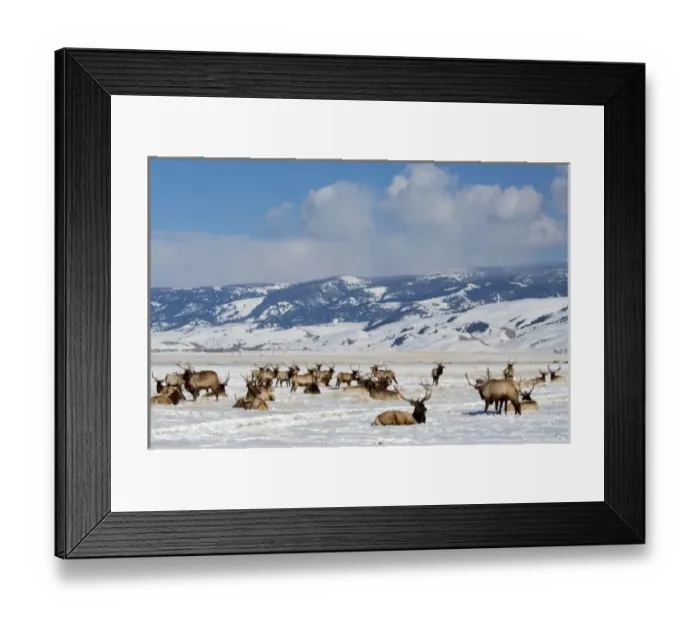 Framed Print : USA, Wyoming, Jackson Hole. National Elk Refuge in winter. Elk, (wild: Cervus elaphus) aka wapiti